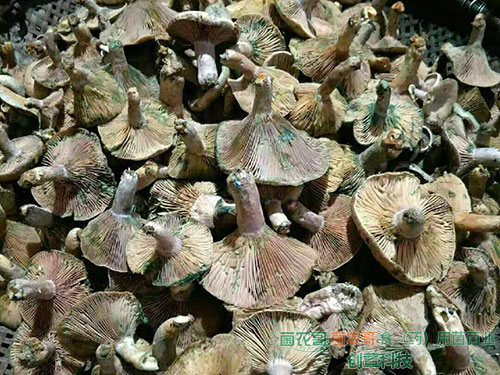 人工種植松乳菇 人工種植松乳菇